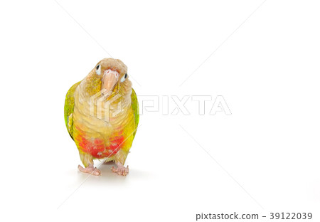 Green-cheeked conure bird on white background 39122039