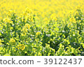 Rapeseed field 39122437