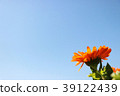 Calendula and blue sky 39122439