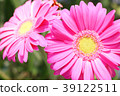pink gerbera 39122511