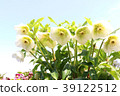 Christmas rose and blue sky 39122512
