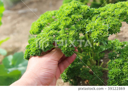 Parsley home garden (May) Parsley home garden (May) 39122869