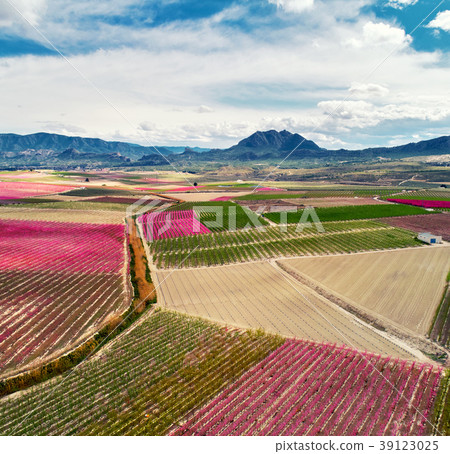 Orchards in bloom 39123025
