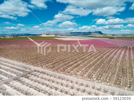 Cieza fields 39123030