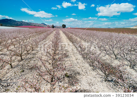 Orchards in bloom 39123034