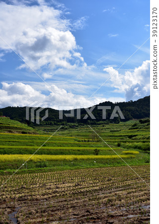 Terraced rice fields of Otsuki Kazuni 39123170