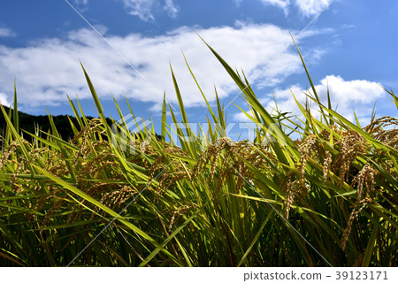 Terraced rice fields of Otsuki Kazuni 39123171
