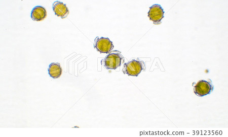 海藻的孢子 39123560