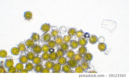 Spore of seaweed 39123563