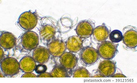 Tucci spores 39123565