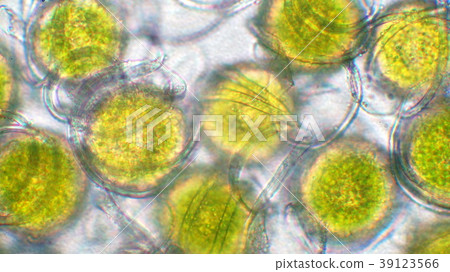 Earthen spores Earthen spores 39123566