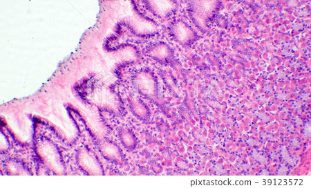 Cross section micrograph of stomach wall - Stock Photo [39123572] - PIXTA
