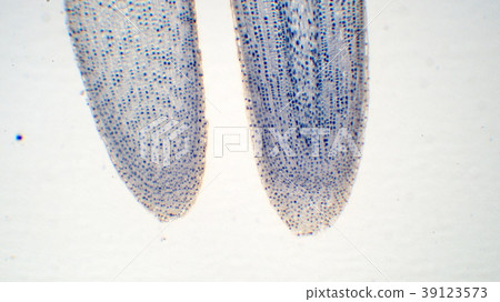 Photomicrograph of plant roots 39123573