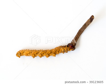 Ophiocordyceps sinensis (CHONG CAO, DONG CHONG XIA 39123605