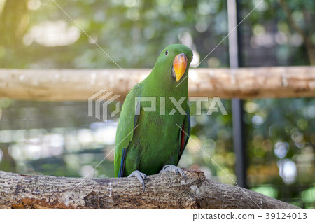 Green parrot Island on a branch within a cage. Green parrot Island on a branch within a cage. 39124013