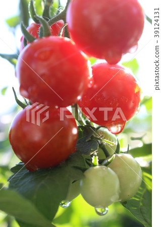 Red cherry tomatoes and green cherry tomatoes after the rain Red cherry tomatoes and green cherry tomatoes after the rain 39124131