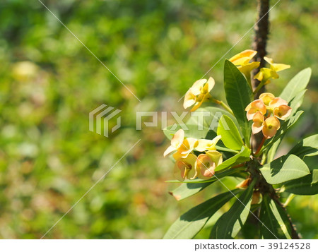 colourful flowers of Crown of thorns, Christ Thorn 39124528