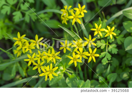 Ornithogalum flowers bloom in the garden. 39125088