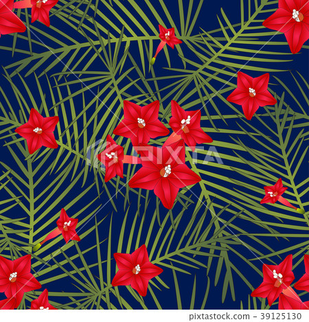 Cypress Vine Flower on Navy Blue Background Cypress Vine Flower on Navy Blue Background 39125130