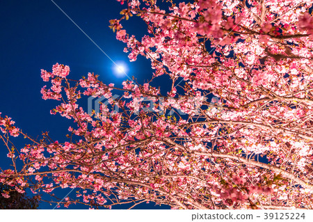 Full Moon and Kawazu Sakura 39125224
