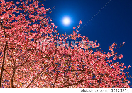 Full Moon and Kawazu Sakura Full Moon and Kawazu Sakura 39125234