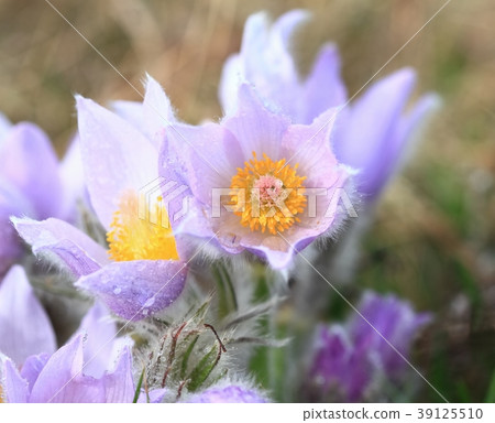 Early spring flower Greater pasqueflowe 39125510