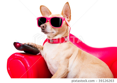 dog watching tv on the couch 39126263