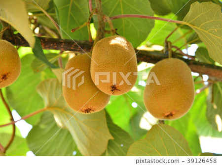 獼猴桃-13,618 39126458