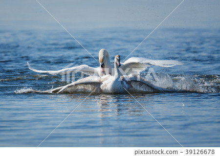 Swans taking flight on lake 39126678