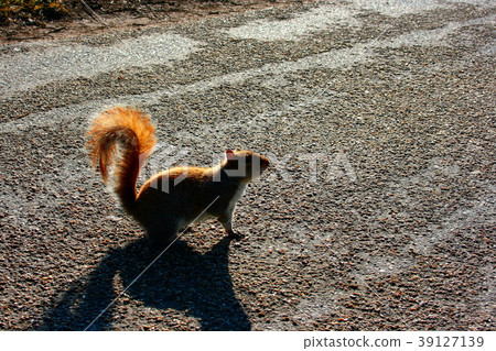 Wild squirrel silhouette Wild squirrel silhouette 39127139