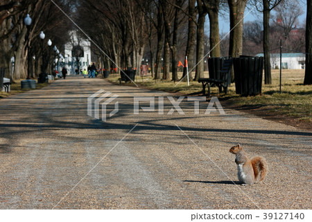 Squirrel standing and looking around Squirrel standing and looking around 39127140