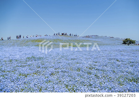 [Nemophila Miharashi Hill] 39127203