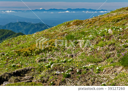 Alpine plants and Mt. Fuji distant view of Joetsu border and Mt. 39127260