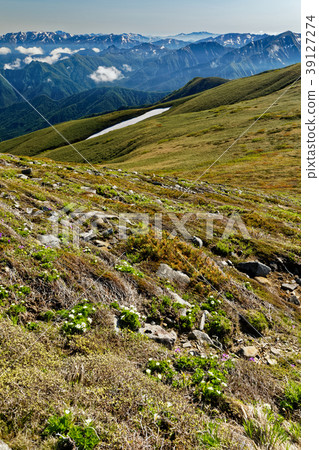 Alpine plants and the mountain range of Echigo on the Joetsu border, Hilogeyama 39127274