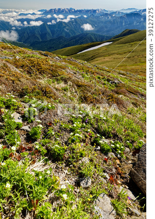 Alpine plants and the mountain range of Echigo on the Joetsu border, Hilogeyama 39127275