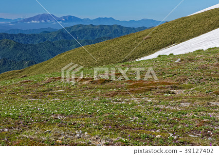 Alpine vegetation community and Mt. 39127402