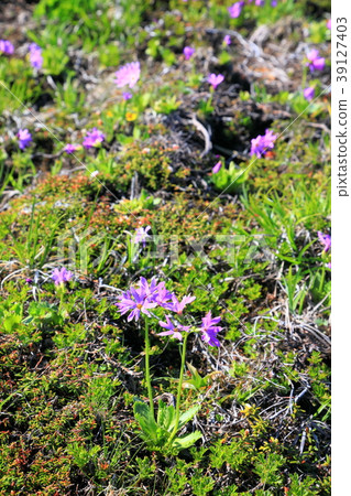 Hokusan Kozakura，Joetsu Border，Mt。 39127403
