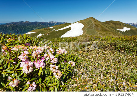 杜鵑花盛開的上越邊界和山。 39127404