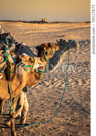 Beduins leading tourists on camels at short Beduins leading tourists on camels at short 39127675