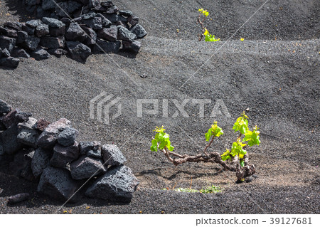 Vineyards in La Geria, Lanzarote, canary islands Vineyards in La Geria, Lanzarote, canary islands 39127681