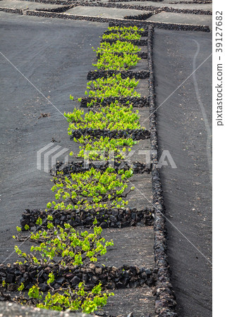 Vineyards in La Geria, Lanzarote, canary islands 39127682