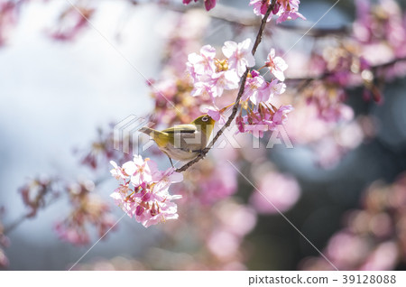 A cherry tree on the cherry tree A cherry tree on the cherry tree 39128088