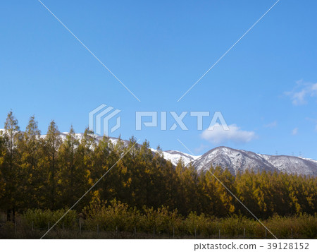 Shiga Makino Town Metasequoia 39128152