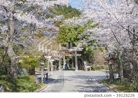 Gorei Shrine in spring 39128226