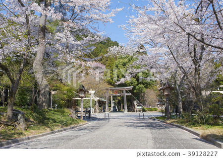 Gorei Shrine在春天 39128227