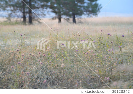 Dry prairie summer western meadow 39128242