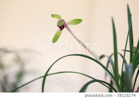Chunlan flowers Chunlan flowers 39128274