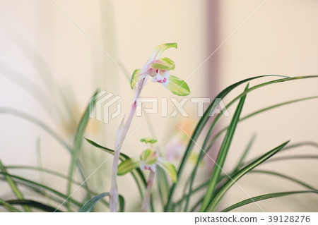 Chunlan flowers Chunlan flowers 39128276