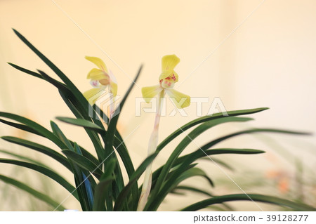 Chunlan flowers Chunlan flowers 39128277
