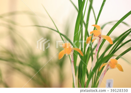 Chunlan flowers Chunlan flowers 39128330